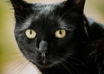 Retrato de un gato negro