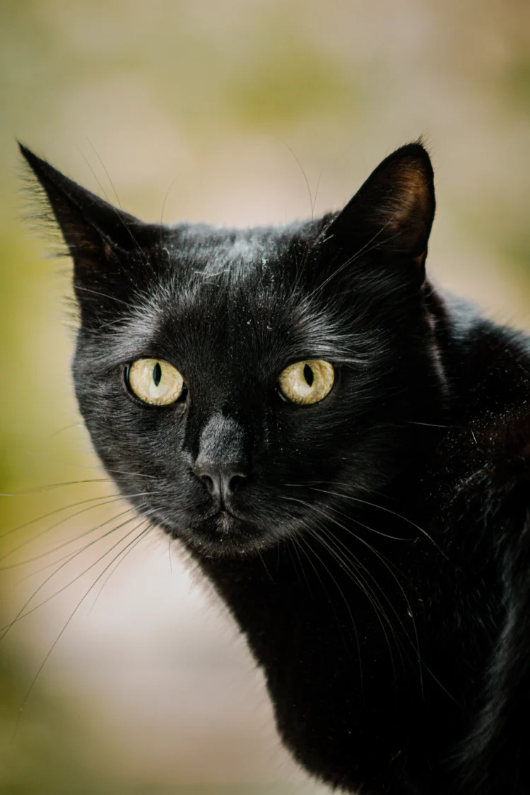 Retrato de un gato negro