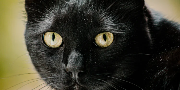 Retrato de un gato negro