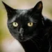 Retrato de un gato negro