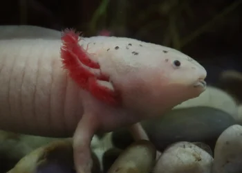 Ajolote mexicano en un acuario