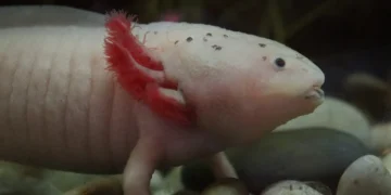 Ajolote mexicano en un acuario