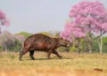 Capibara entre árboles de ipê rosa en Brasil