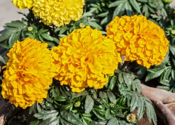 Flor de cempasúchil de color naranja intenso