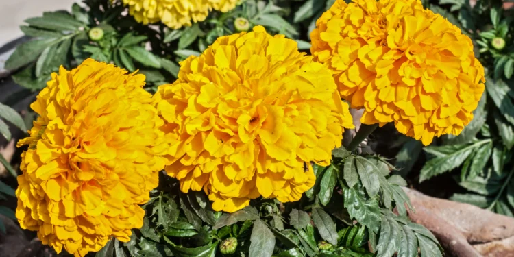 Flor de cempasúchil de color naranja intenso