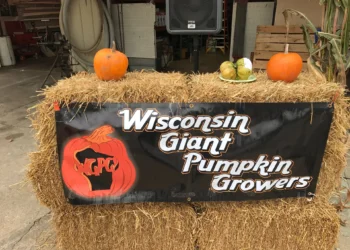 Calabazas gigantes expuestas en un concurso en Wisconsin