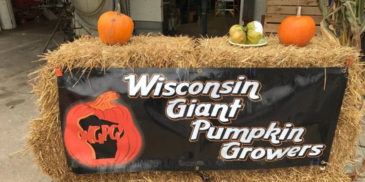 Calabazas gigantes expuestas en un concurso en Wisconsin