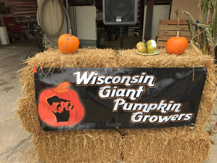 Calabazas gigantes expuestas en un concurso en Wisconsin
