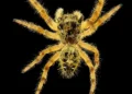 Primer plano de una araña saltadora