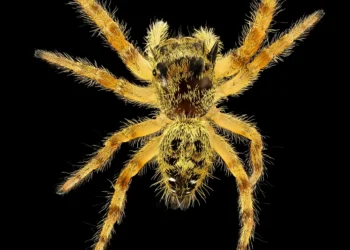 Primer plano de una araña saltadora