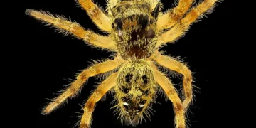 Primer plano de una araña saltadora