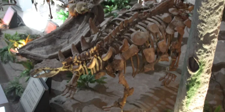 Esqueletos de dinosaurios expuestos en un museo