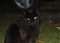Gato negro con ojos brillantes en la noche