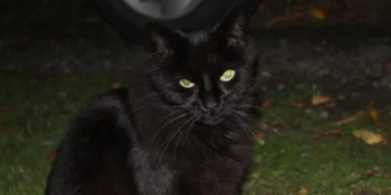 Gato negro con ojos brillantes en la noche
