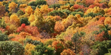 Sendero de bosque cubierto de hojas de otoño