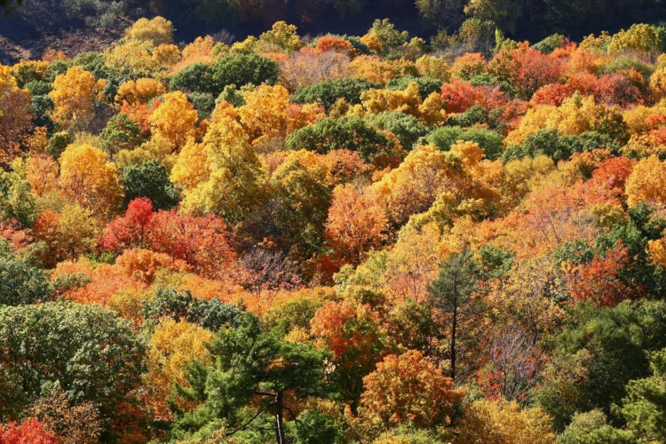 Sendero de bosque cubierto de hojas de otoño