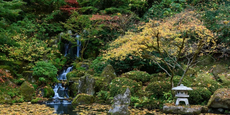 Follaje otoñal en octubre en un jardín japonés
